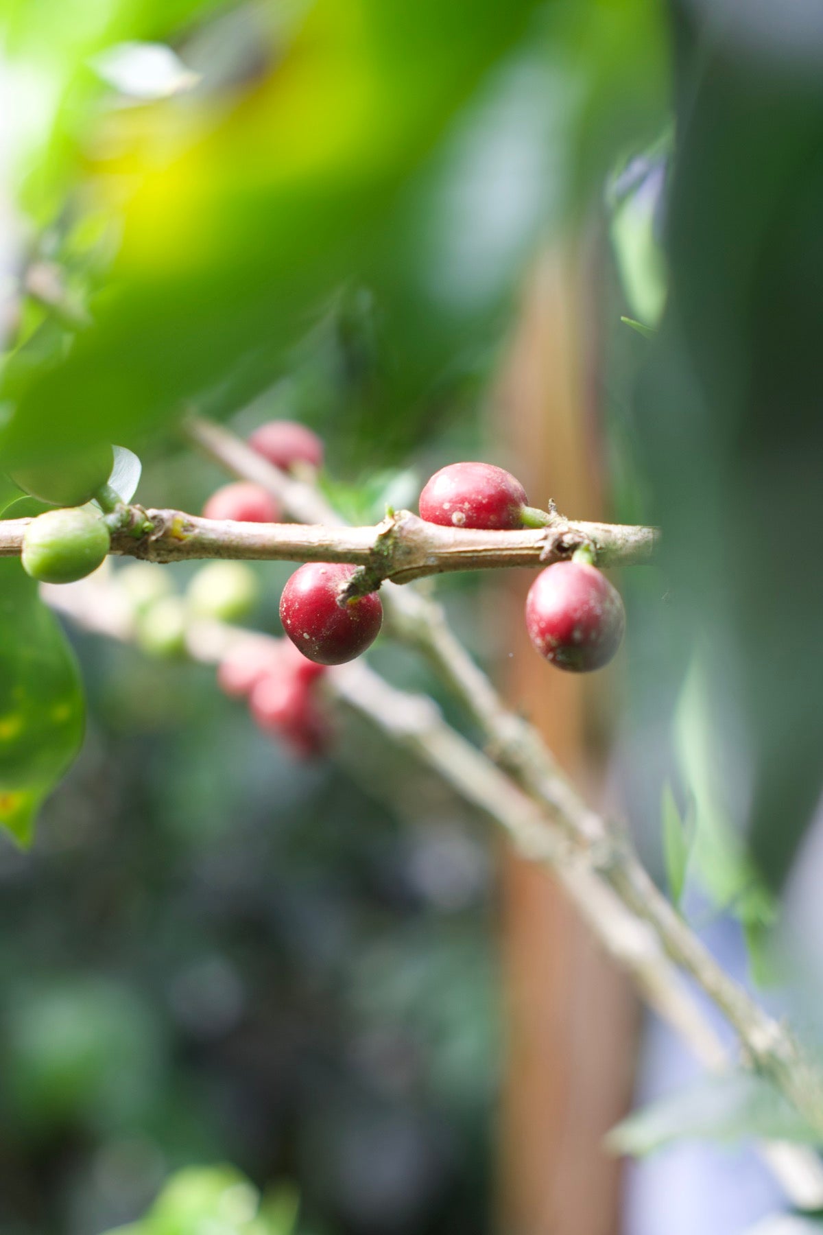 Coffee cherries on the branch at Finca Piamonte