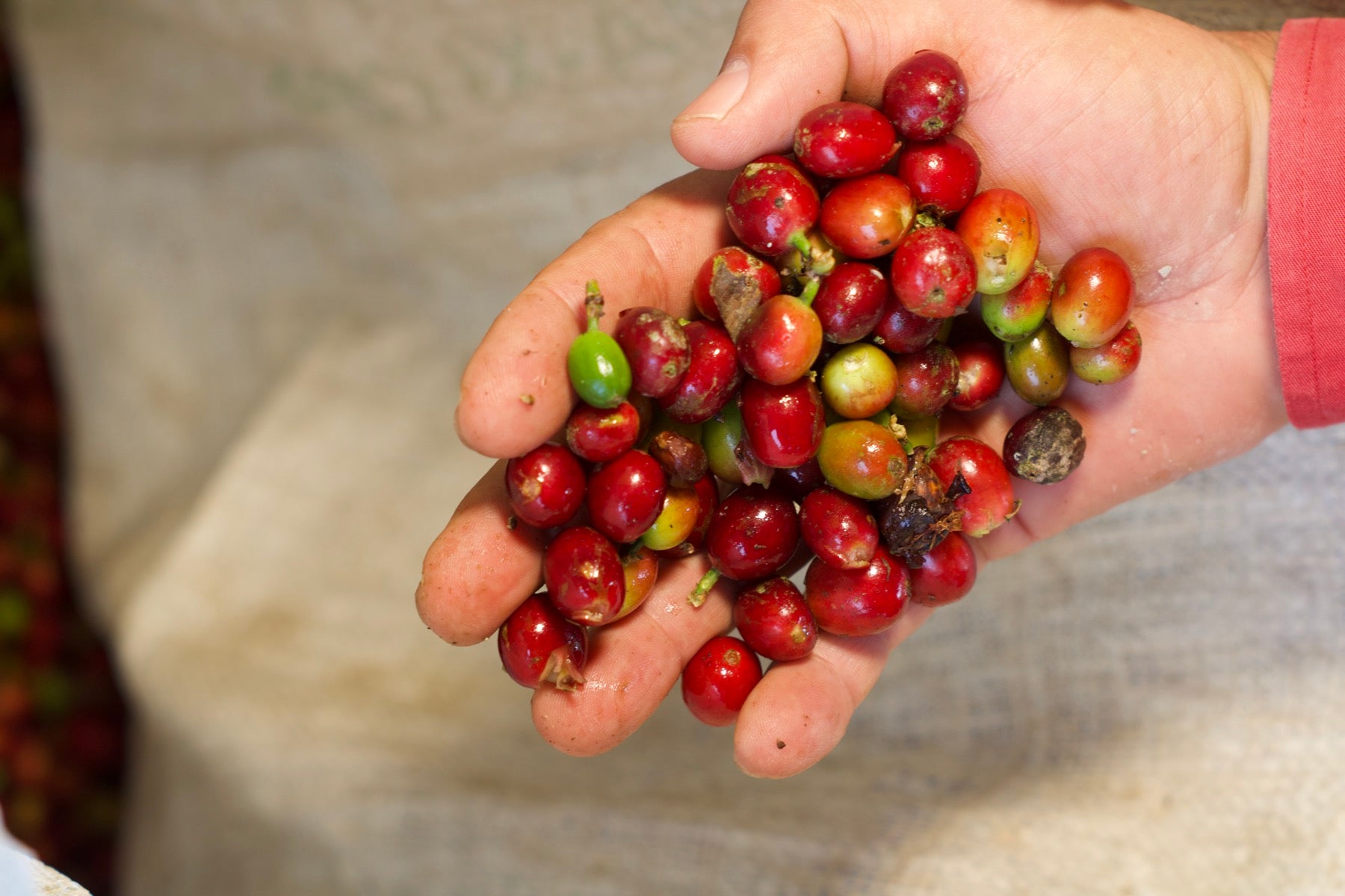Hands cradling fresh-picked coffee cherries