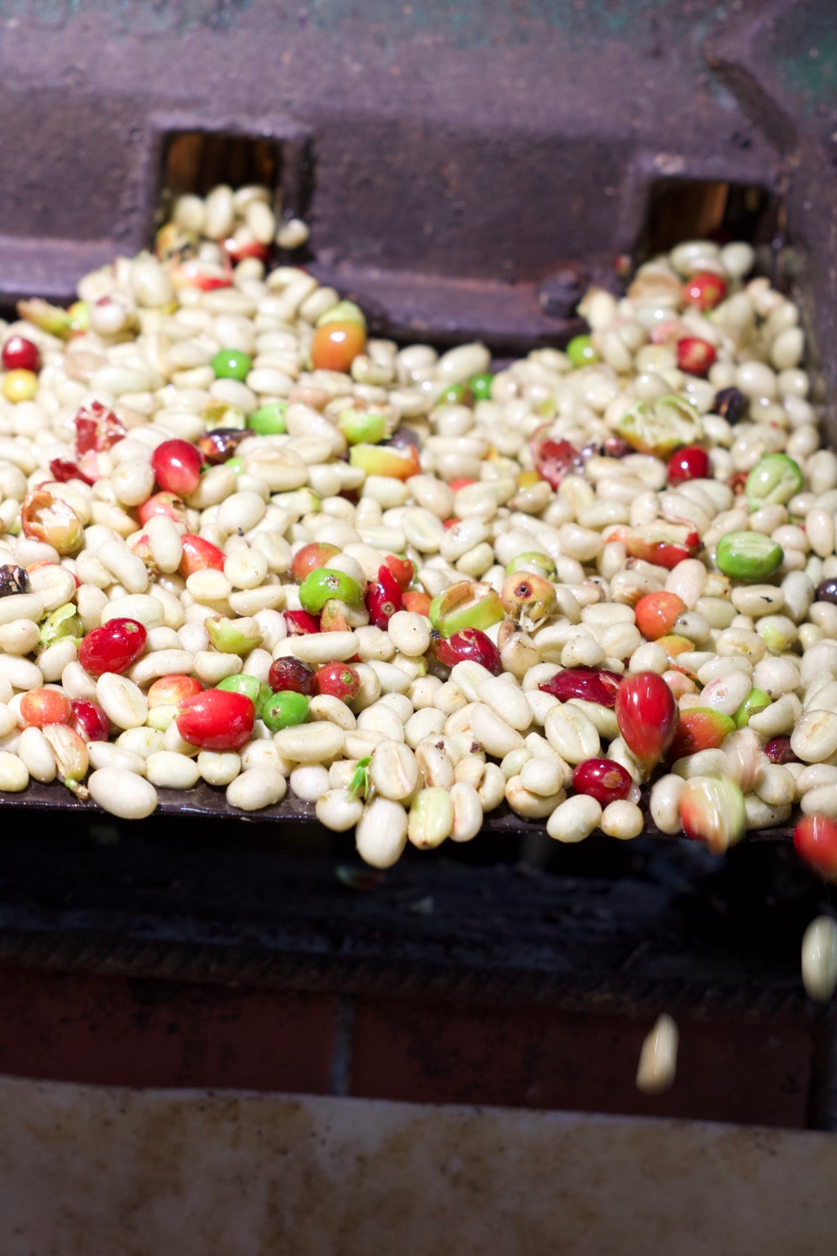 Cherries through the pulping machine