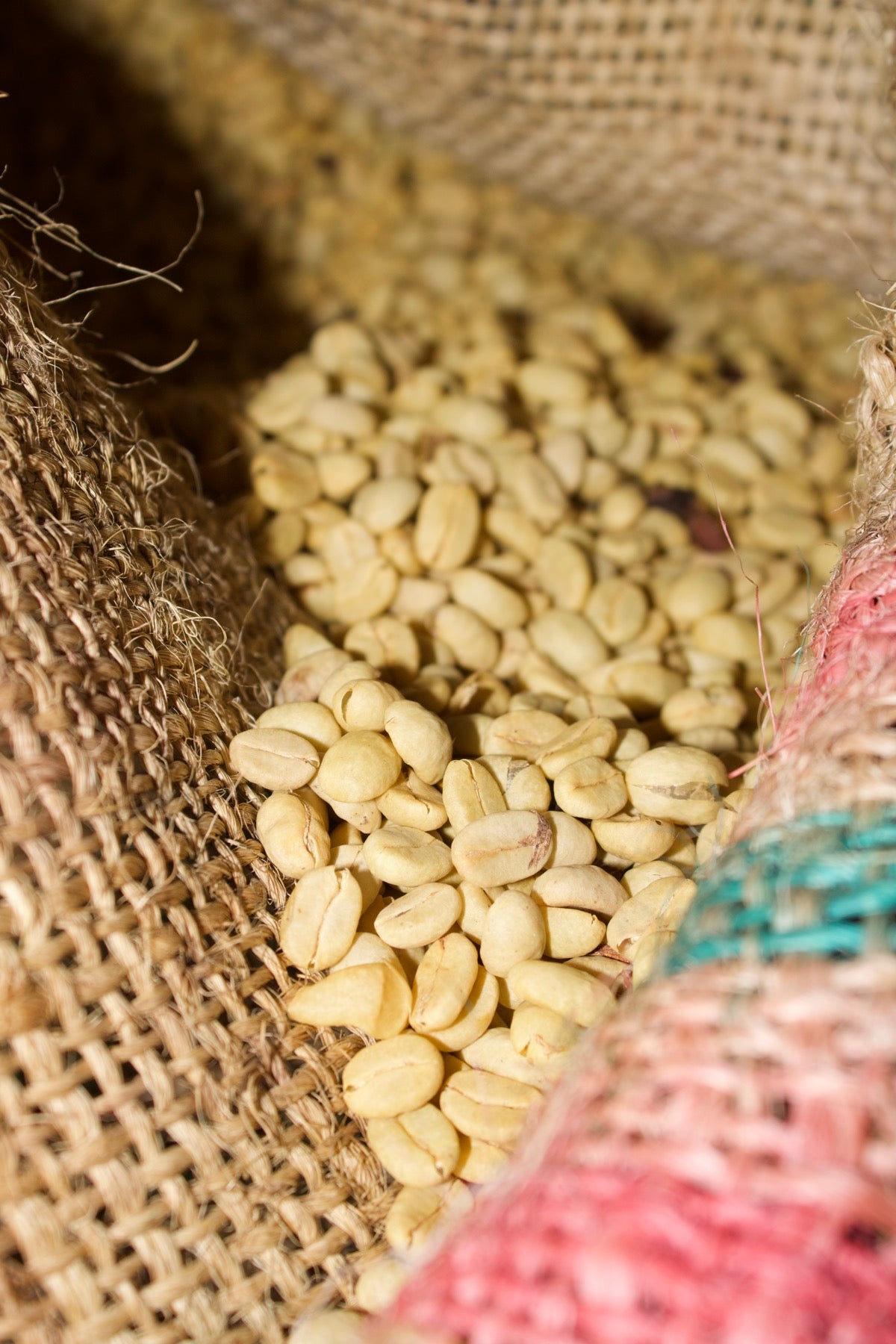 Green coffee in a burlap sack