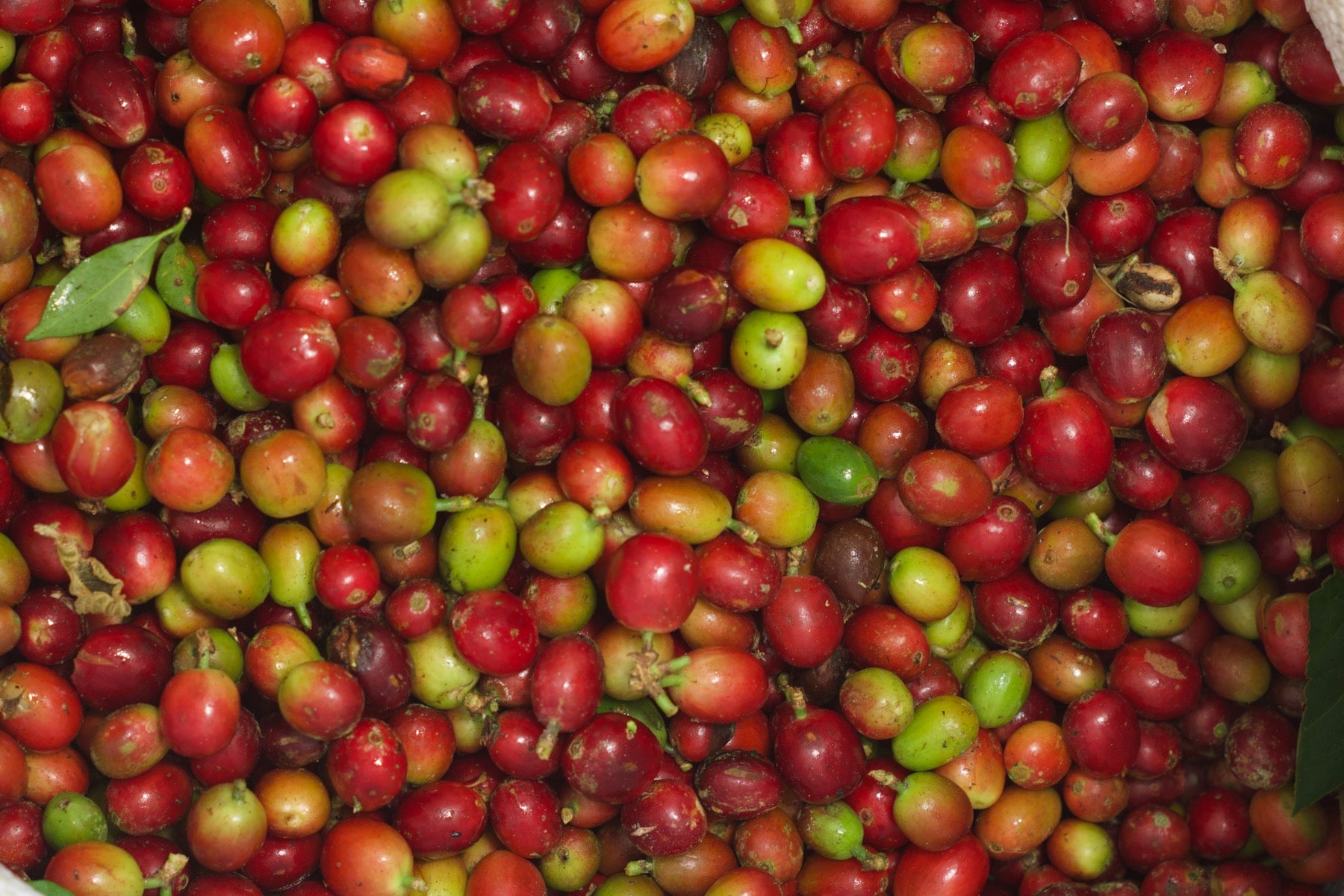 A pile of freshly-picked coffee cherries