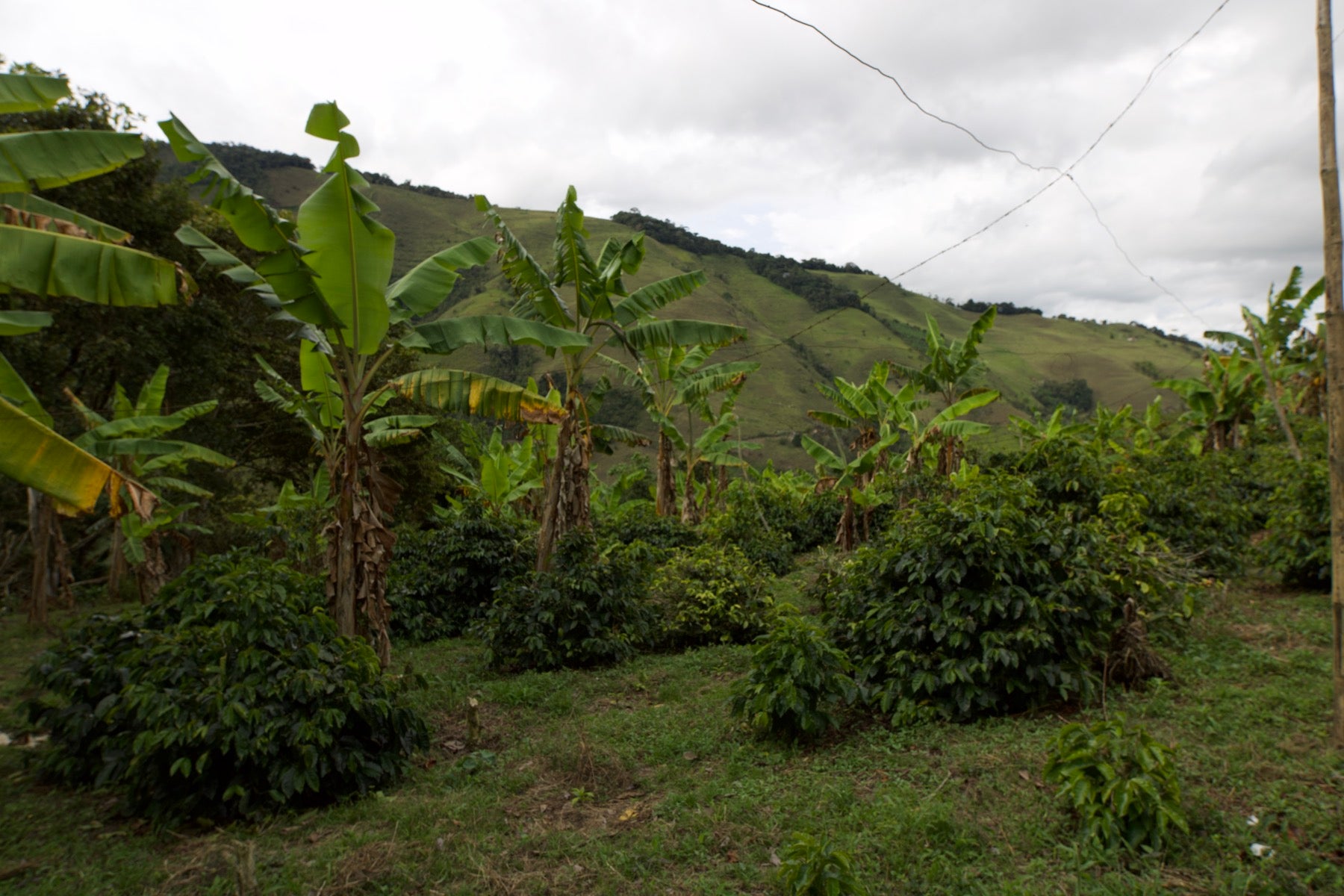 The Misia Rosa farm with banana trees