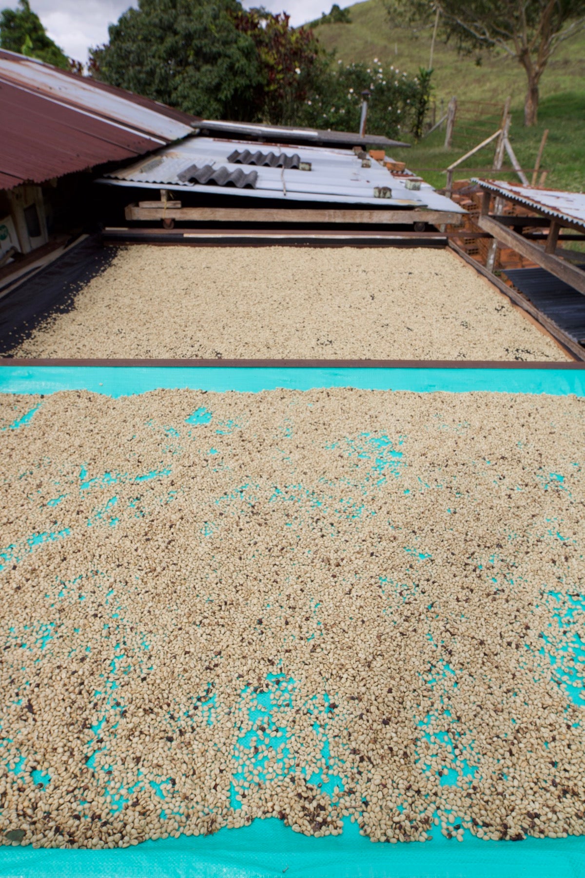 Coffee drying on raised beds