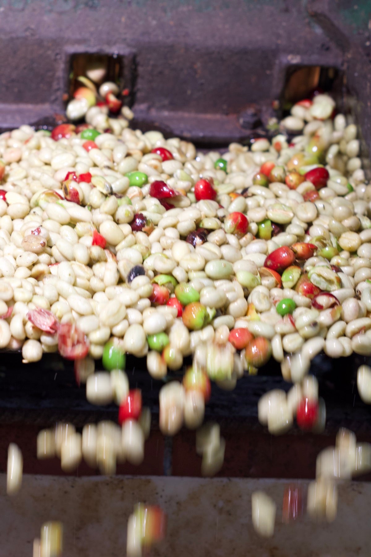 The pulping machine processing the day's harvest