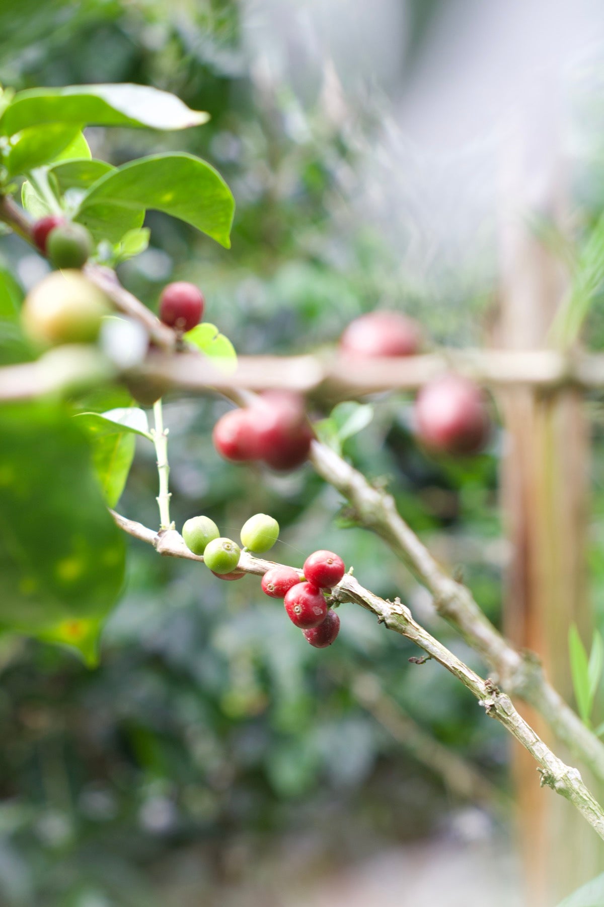 Cherries ripening on a coffee tree