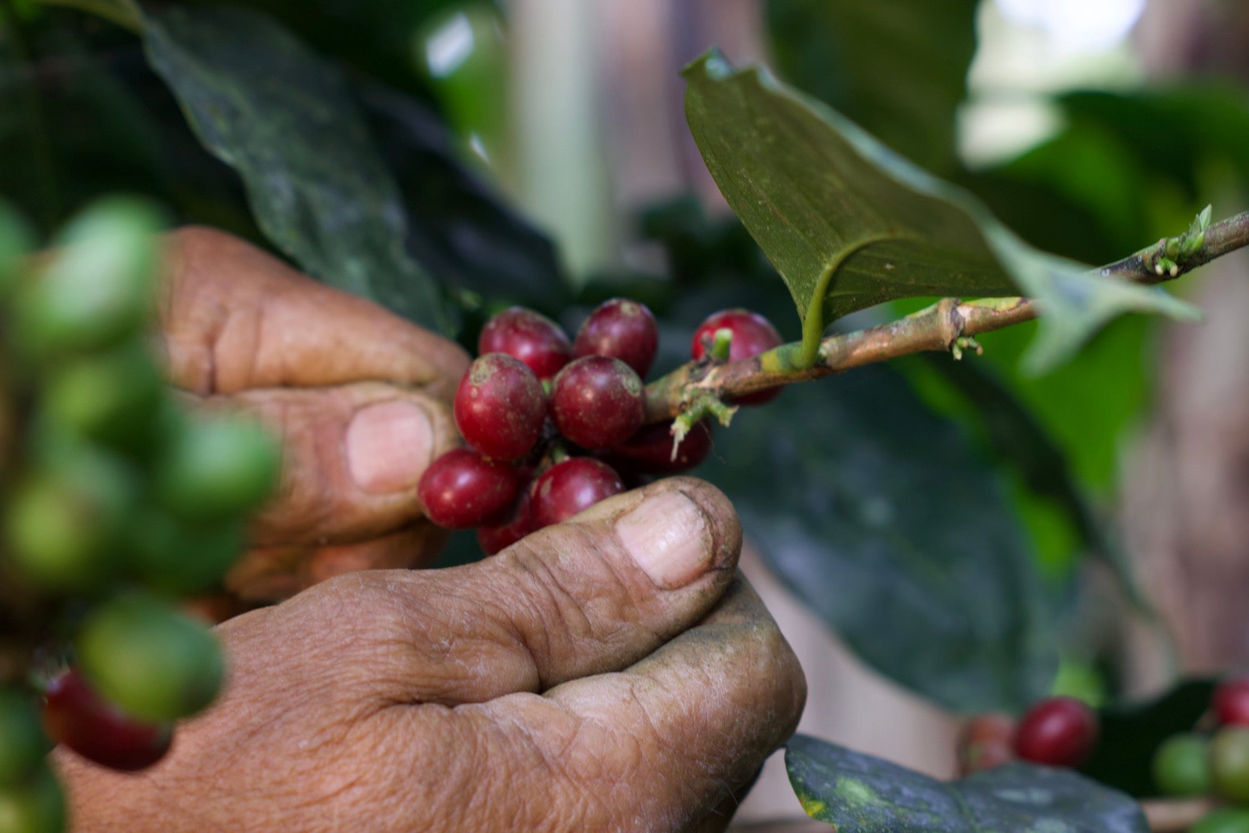 Cherries on the branch