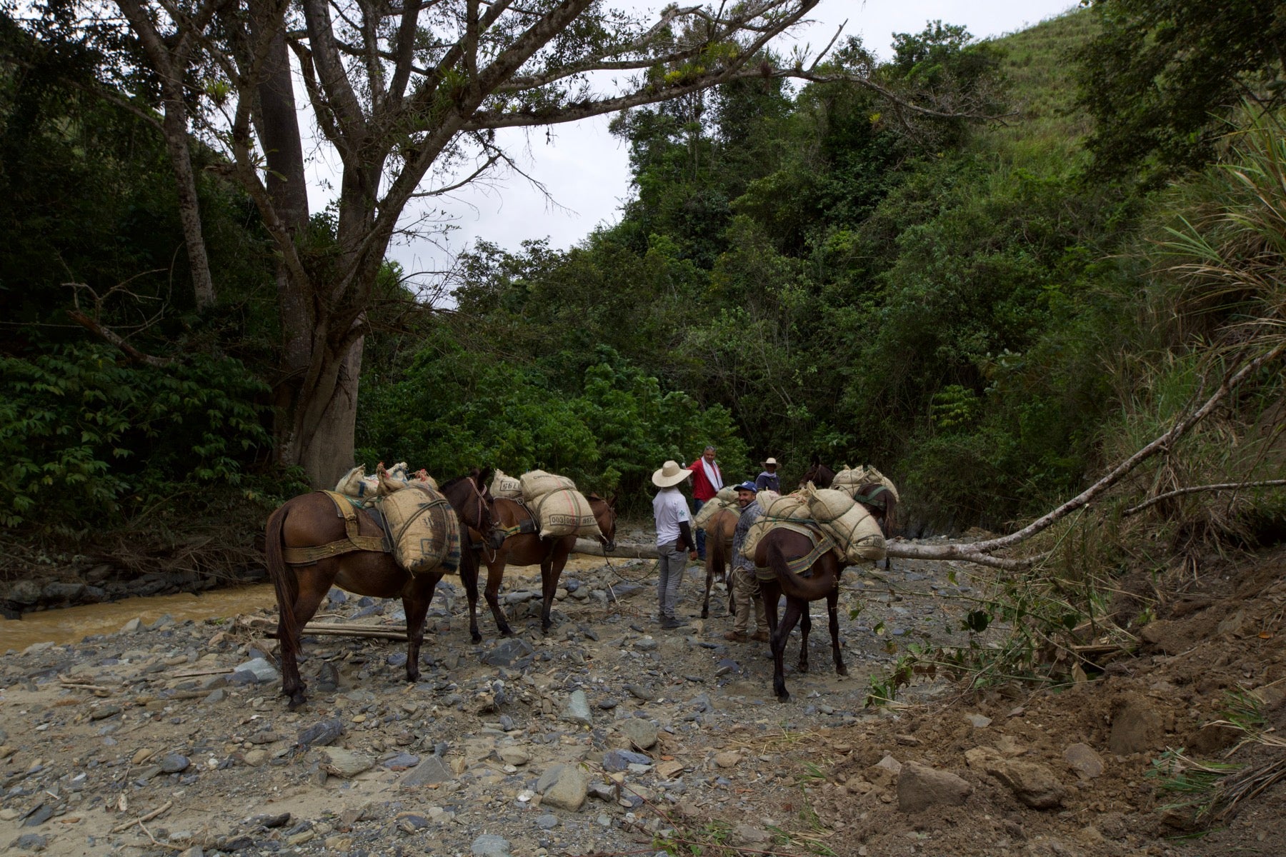 Mules carrying coffee sacks across the stream
