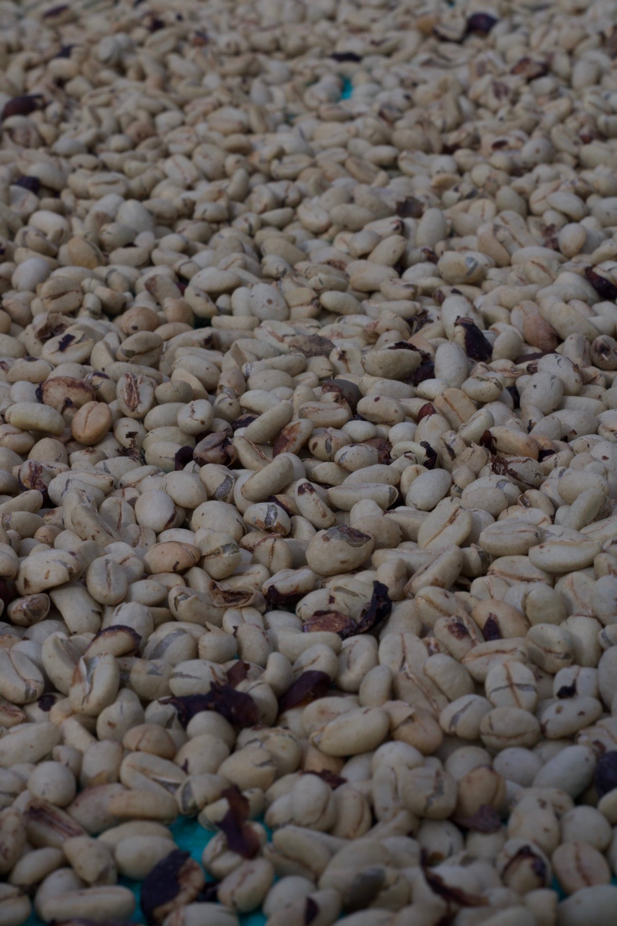Washed coffee parchment drying