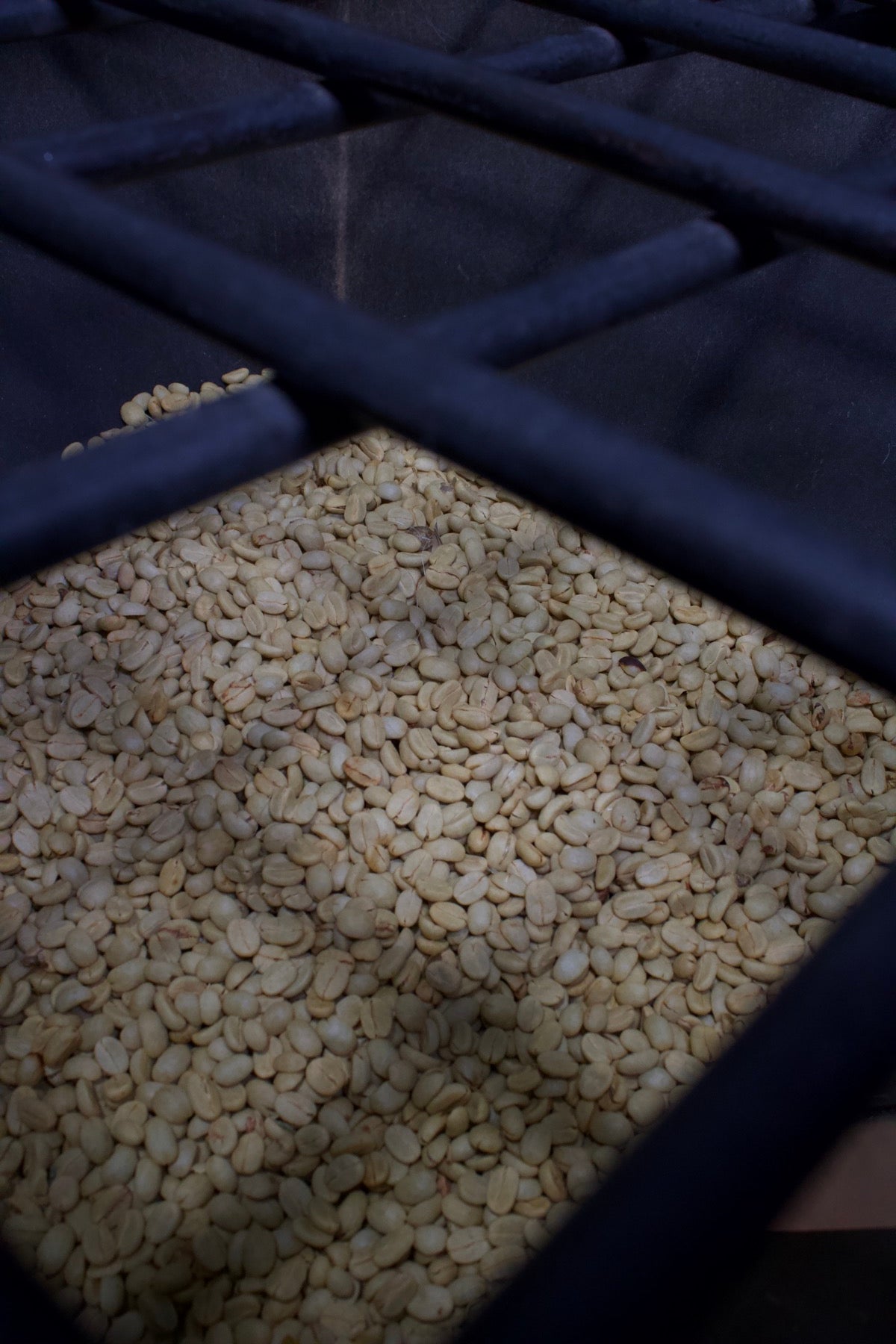 Green beans in the hopper