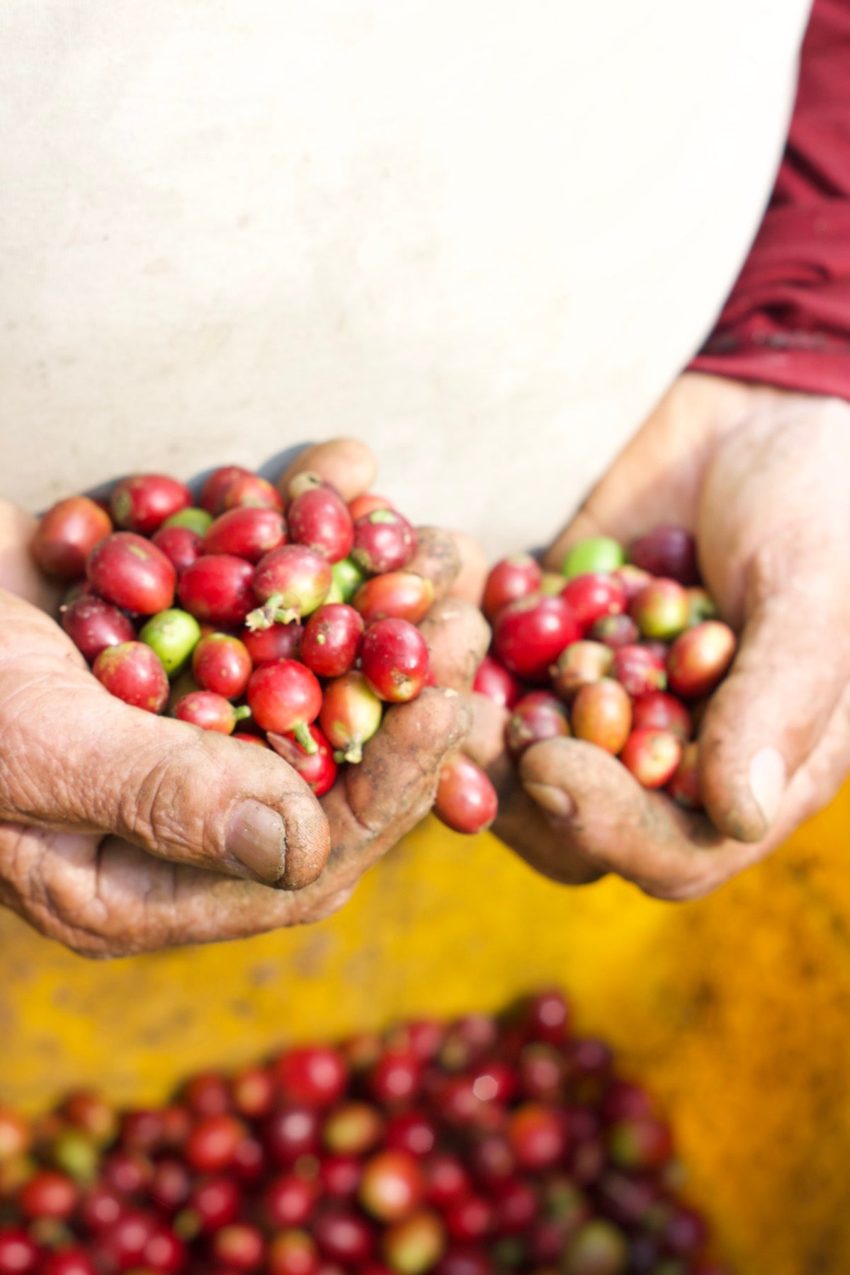 Hands holding freshly-picked cherries