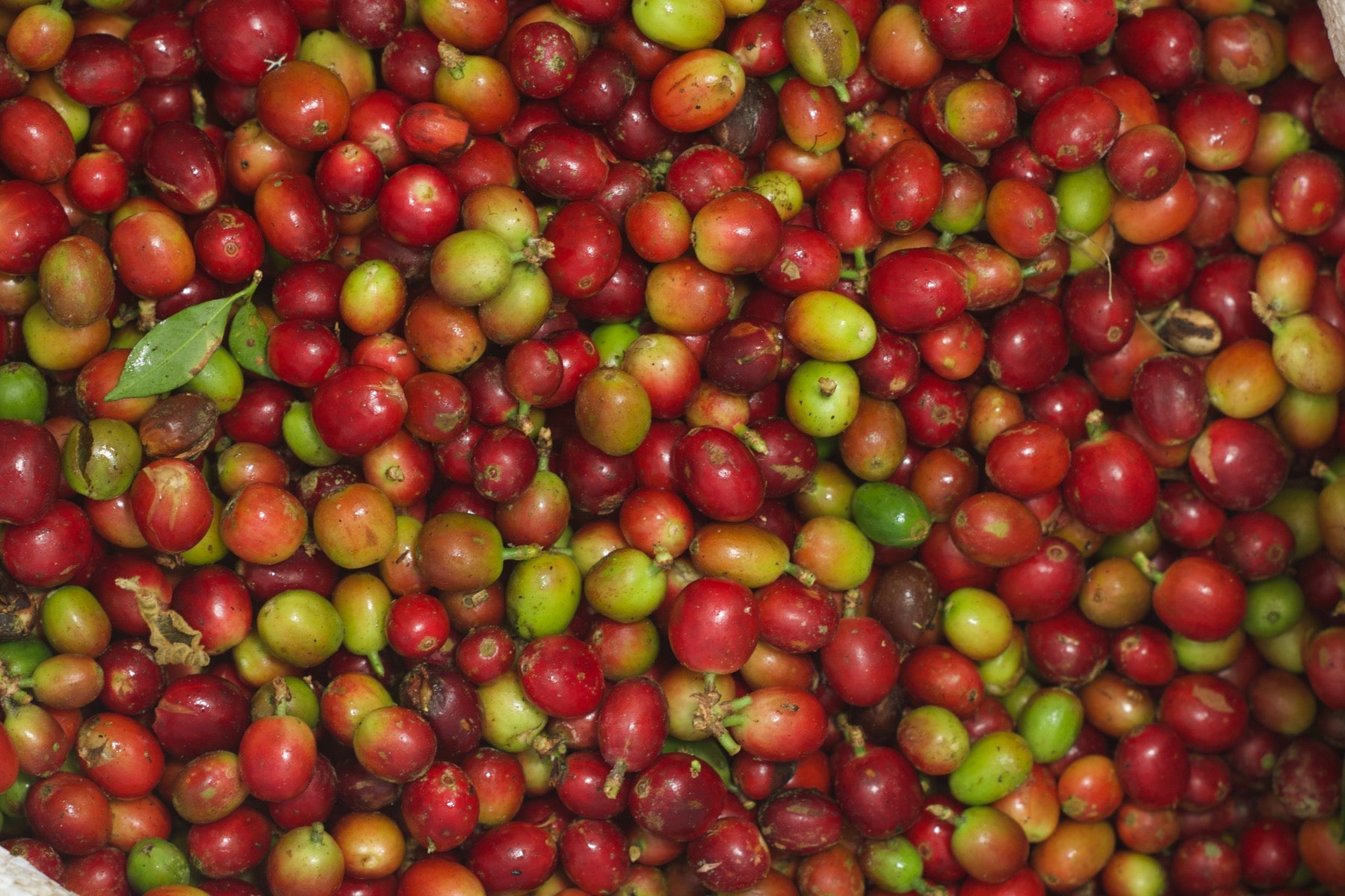 A pile of freshly-picked coffee cherries