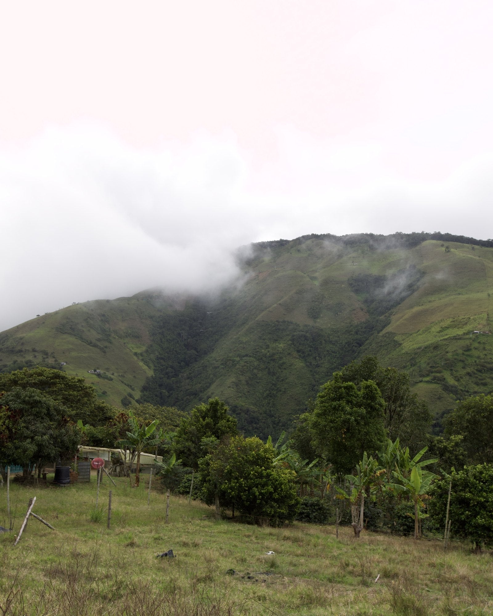 Finca Piamonte at first light, Versalles, Valle del Cauca