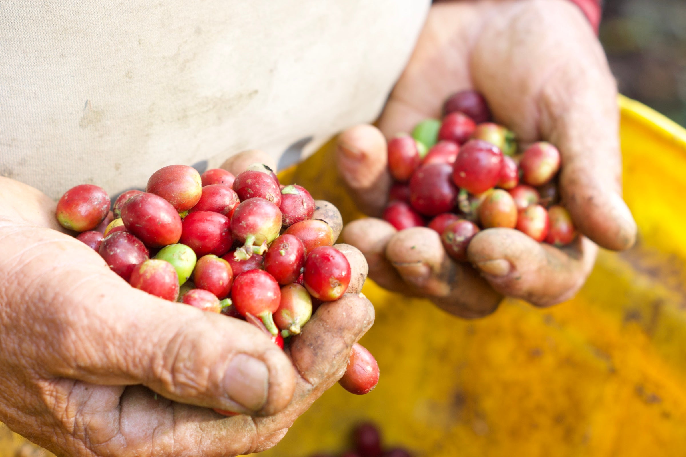 Alfredo Ocampo, producer at Finca Piamonte, holding freshly picked coffee cherries
